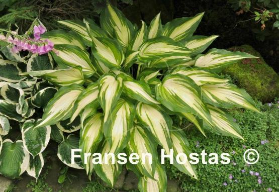 Hosta Cascades