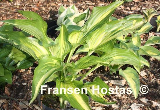 Hosta Cascades