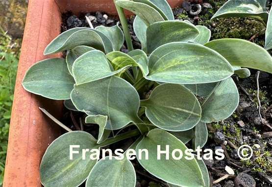 Hosta Cat and Mouse