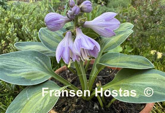 Hosta Cat and Mouse