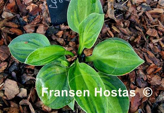 Hosta Cat and Mouse