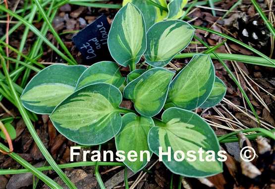 Hosta Cat and Mouse
