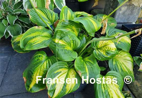 Hosta Cathedral Windows