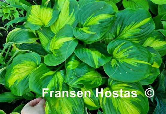 Hosta Cathedral Windows