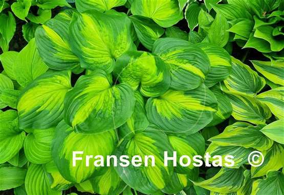 Hosta Cathedral Windows