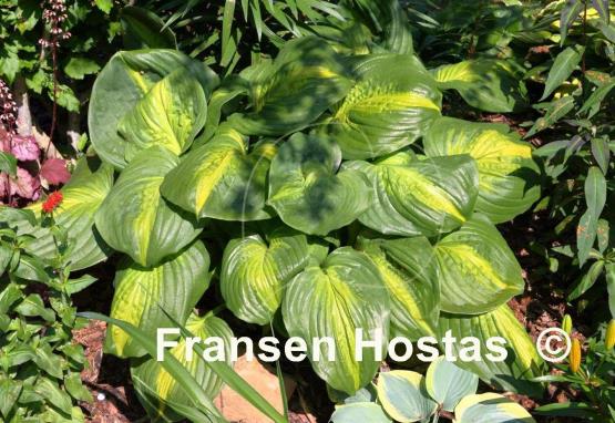 Hosta Cathedral Windows