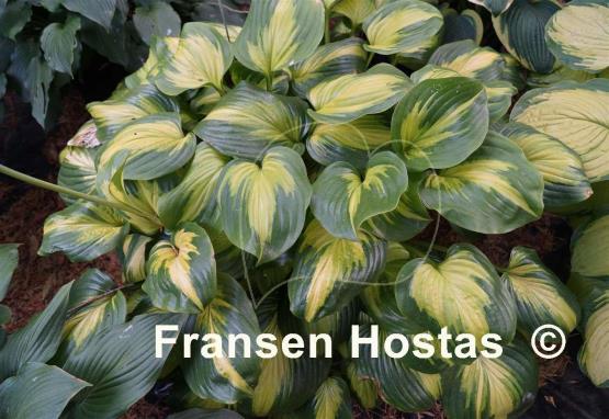 Hosta Cathedral Windows