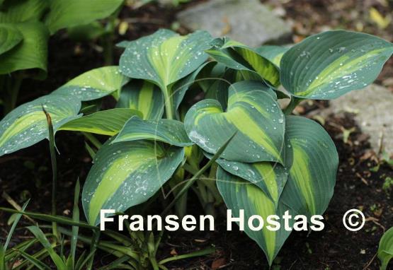 Hosta Catherine