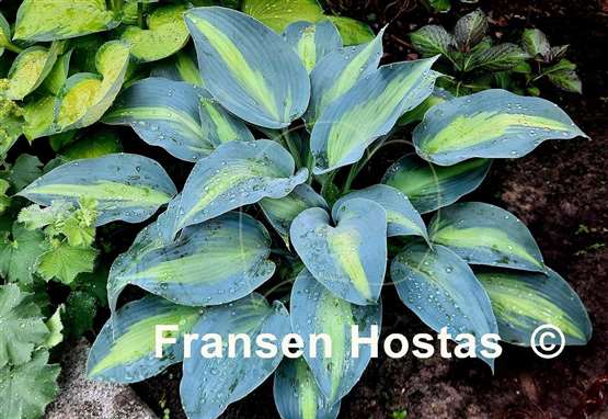 Hosta Catherine