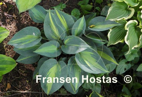 Hosta Catherine