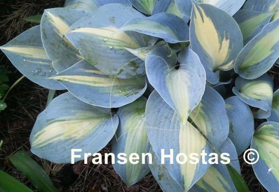 Hosta Catherine