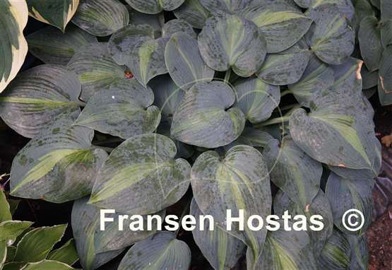 Hosta Catherine