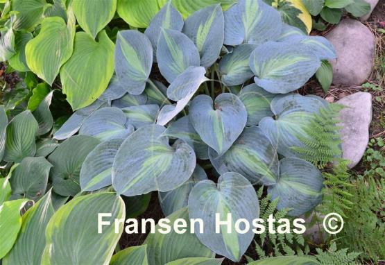Hosta Catherine