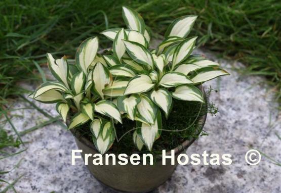 Hosta Cat's Eye