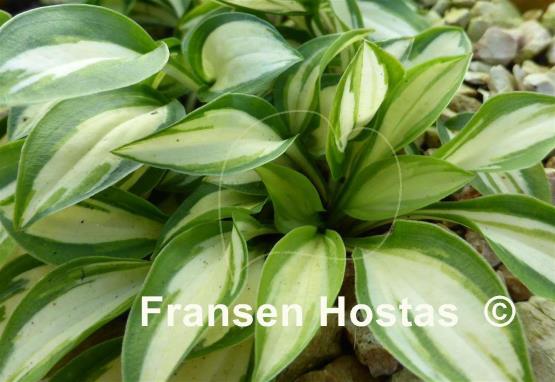 Hosta Cat's Eye
