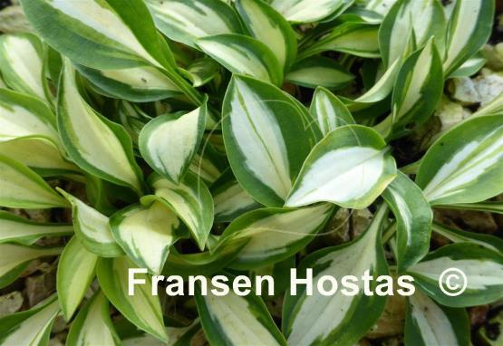 Hosta Cat's Eye
