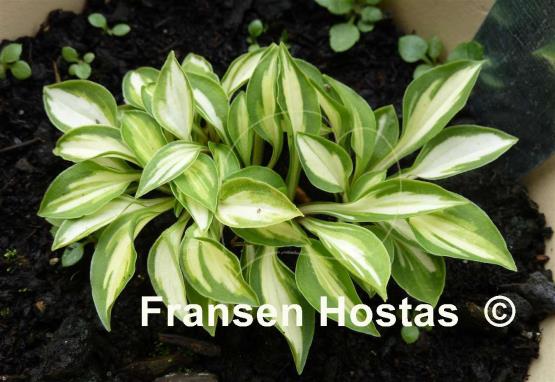 Hosta Cat's Eye