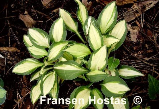 Hosta Cat's Eye