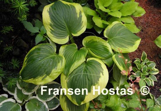 Hosta Cavalcade