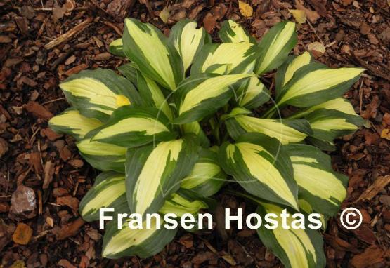 Hosta Celebration