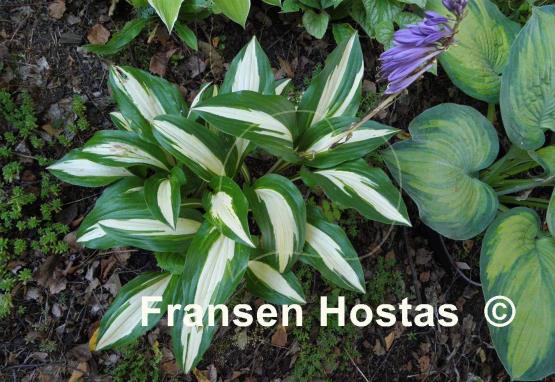 Hosta Celebration