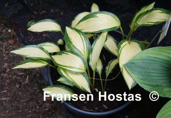 Hosta Celebration