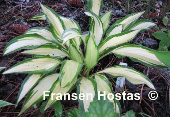 Hosta Celebration