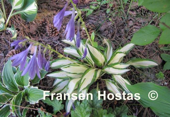 Hosta Celebration