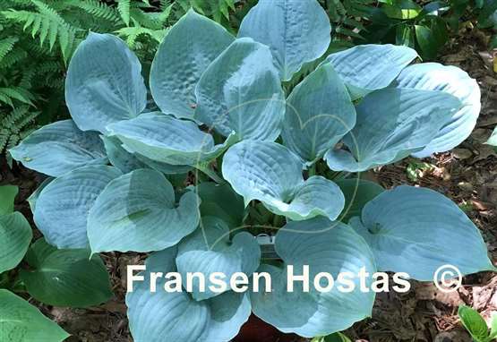 Hosta Celestial Sea Glass