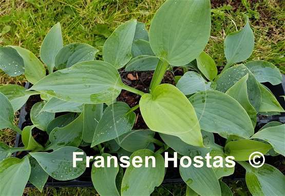 Hosta Celestial Sea Glass