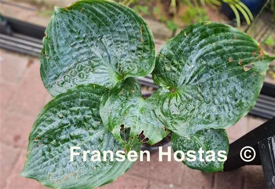 Hosta Celestial Sea Glass