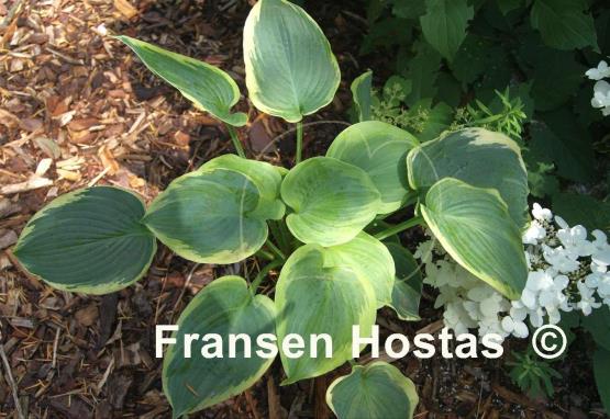Hosta Celestial