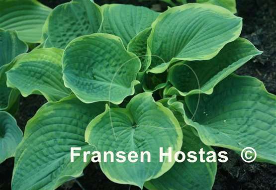 Hosta Celestial