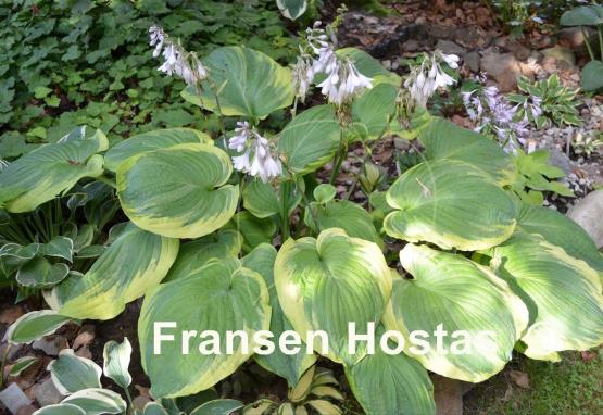 Hosta Celestial