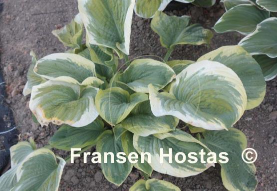 Hosta Celestial