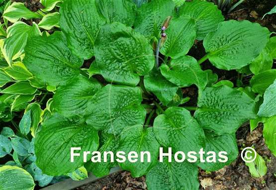 Hosta Celtic Bouquet