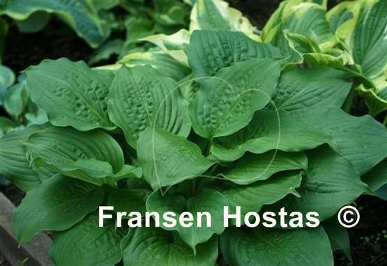 Hosta Celtic Bouquet