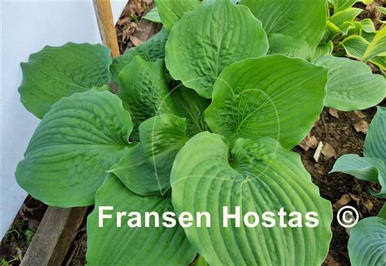 Hosta Celtic Bouquet