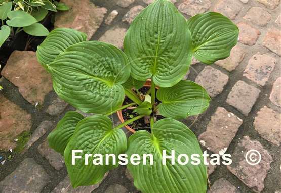 Hosta Celtic Bouquet