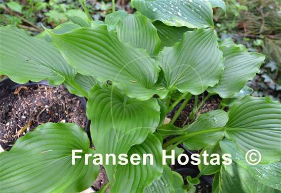 Hosta Celtic Dancer