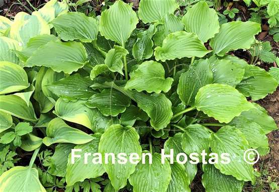 Hosta Celtic Dancer