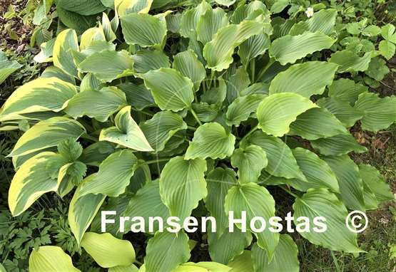 Hosta Celtic Dancer