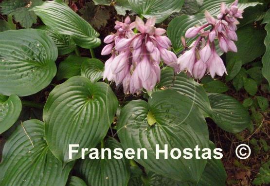 Hosta Celtic Bouquet