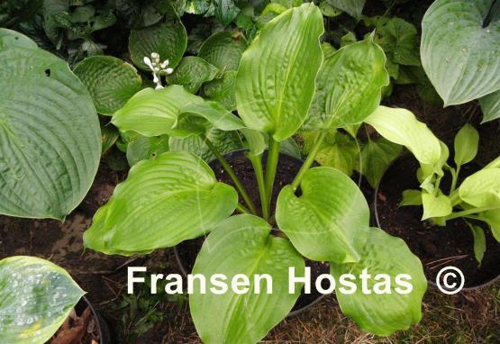 Hosta Celtic Bouquet
