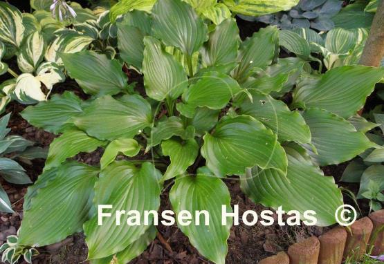 Hosta Celtic Dancer