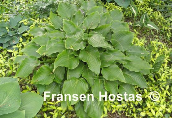 Hosta Celtic Dancer