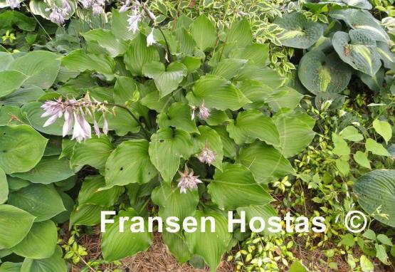 Hosta Celtic Dancer