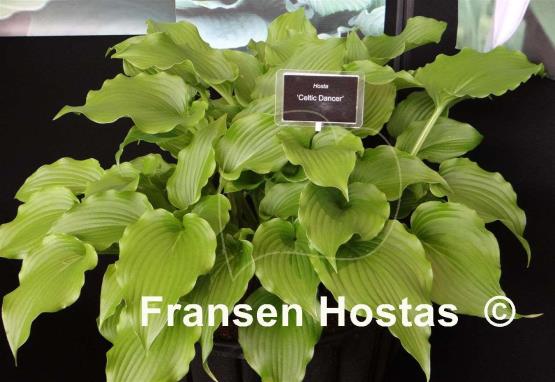 Hosta Celtic Dancer