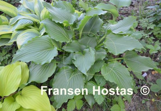 Hosta%20Celtic-Dancer-photo-made-by-Roman-Mleko-23.jpg