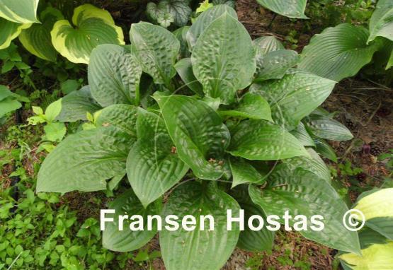 Hosta Celtic Uplands